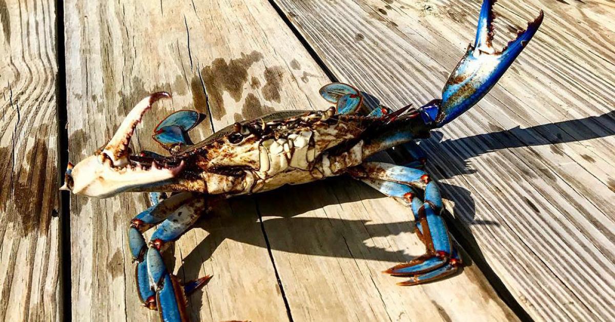 Maryland Crab & Oyster Trail Anne Arundel and Howard Counties